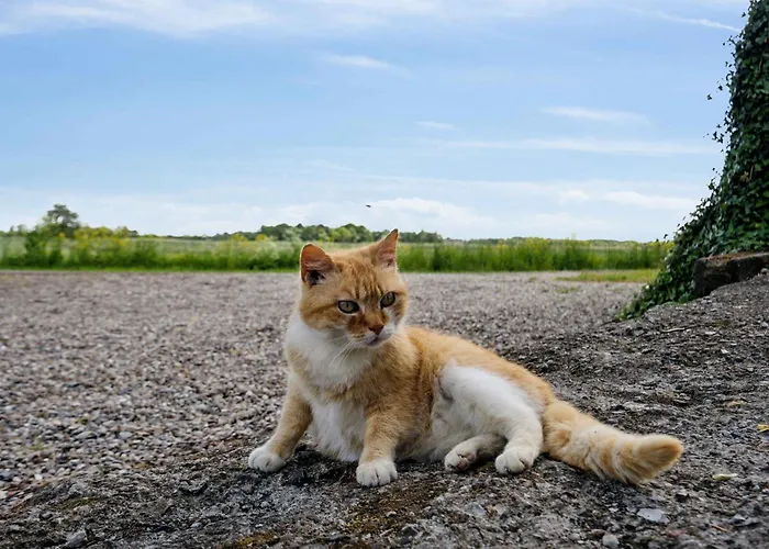Ferienhaus Large Near